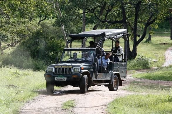 Tiger Wildlife Bandipur and Mysore Tour