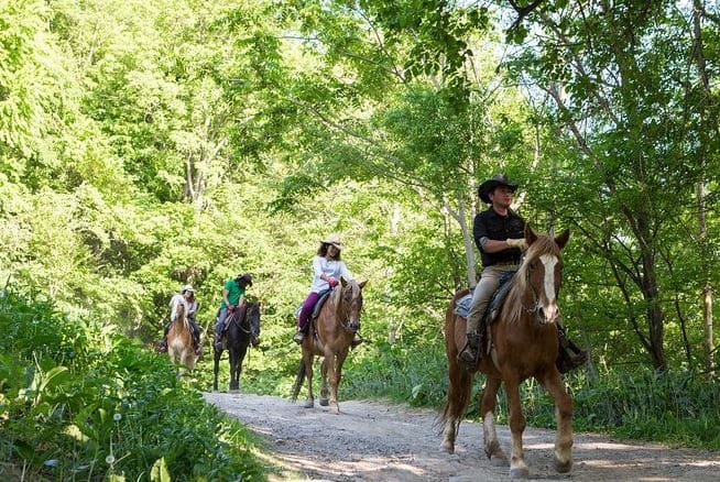 Karnataka Horse Safari from Bangalore